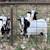 Goats 1 thumbnail