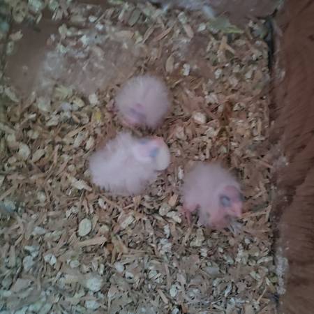 Cockatiels 1