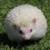 Hedgehogs 2 thumbnail