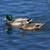 Mallards_Bobwhites for Dog Training 2 thumbnail