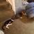 Special Active 6 month old Tuxedo Kitten - Charley (male) 4 thumbnail