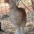 30+ blue salmon Brahma pullets 5 roos 8 thumbnail