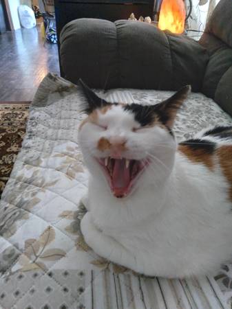 Neutered yellow Tabby  and  Spayed Calico (Lincoln)63857444862851120