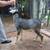 Miniature Nubian- Polled-Blue Eyed- Moon spotted Roan BUCK- Josiah 1 thumbnail