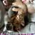 Rehoming Kittens 2 thumbnail