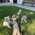 Miniature Schnauzers 5 thumbnail