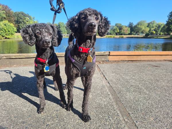 Mini Poodle (Longview)63895727185794120