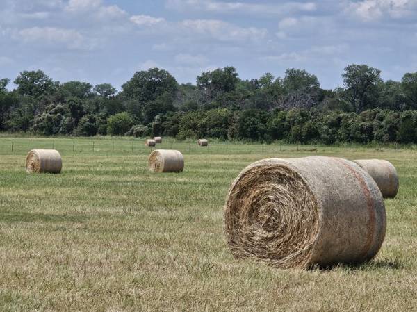 Round Bales 1