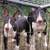 Bullterrier puppies 2 thumbnail