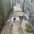 Frenchie/bully puppy 1 thumbnail
