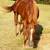 QUARTER HORSE GELDING- 7 Yr- 16H Brilliant Quarter Horse 1 thumbnail