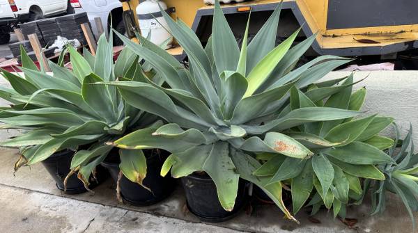 Huge Agave fox tail plants 1