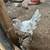 Chickens 3 thumbnail