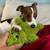 Jack Russell Terrier Puppy 1 thumbnail