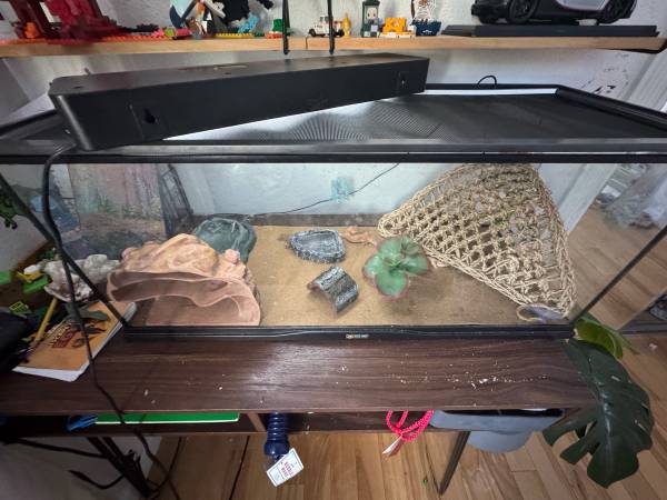 2 Geckos (Auburn)63885717842947120