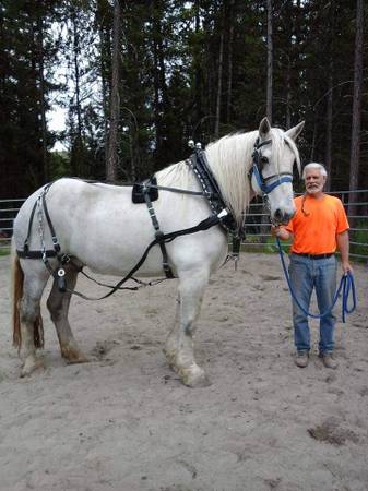 Draft Horse Team Work Harness 1