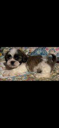 Shih Tzu 1