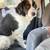 Newfoundland 4 thumbnail