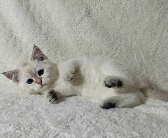 Cute Kitten (Renton)63911483584387124