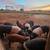 Feeder Pigs 2 thumbnail