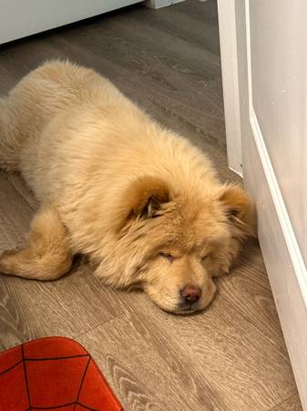 Looking to rehome. (Phoenix)63967288598403122