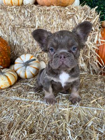 Fluffy Frenchie pups63919894675459121