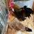 Serama chickens 3 thumbnail