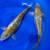 Japanese Import Koi available. 6”-25” 1 thumbnail
