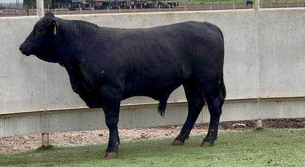 Brangus Bull Sale or Lease 1