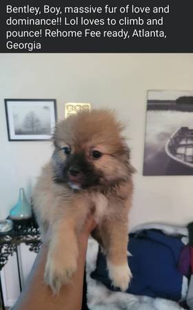 Rehome Shih Tzu pups (Atlanta)63739455508993122