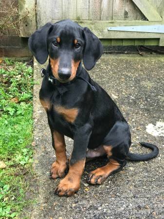 Doberman's 1