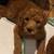 AKC standard poodles 1 thumbnail
