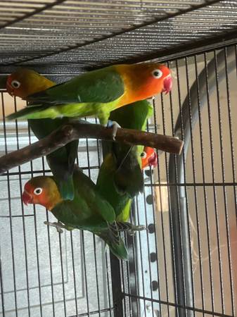 LoveBirds (Sacramento)63881395337601124