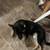 German Shepherd free 5 thumbnail