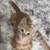 Kittens looking for a loving home 3 thumbnail