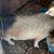 Boar kune pigs for sale 2 thumbnail