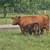 100% Registered "Mini" Cattle Heifers, Cows & Bulls 11 thumbnail