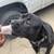 2 dogs in desperate need of new home. Corso and lab mix 2 thumbnail