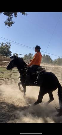 Training horses 1