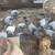 Homers pigeons 1 thumbnail