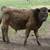 Registered Murray Grey Bull 7 thumbnail