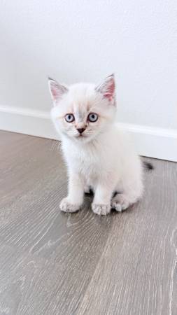 British shorthair scotishfold mix 9 weeks, male