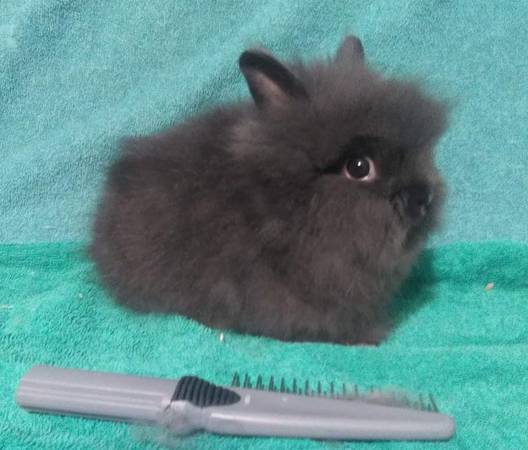 Lionhead Bunnies/ Rabbits 1