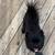 3 Year Old Dog - Pomeranian $800 OBO 2 thumbnail