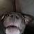 Two dogs 18 thumbnail