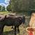 Beef heifer, possibility bred $2400 OBO 1 thumbnail