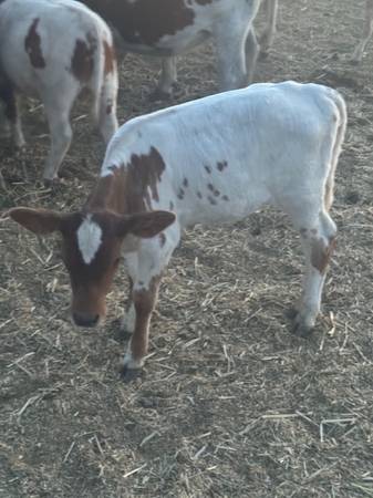 SUNDOG mini heifer Jasmine - $1.500 (condado de Mendocino)63471417908993121