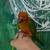 Red Factor (Split) Sun Conure 3 thumbnail