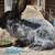 French angora rabbits 10 thumbnail