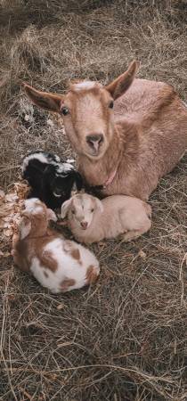 Nigerian Dwarf Doelings 1